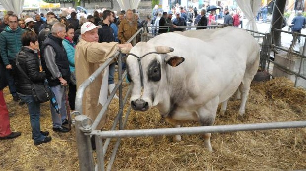 mostra_ginestra mostra_ginestra